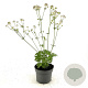 Astrantia 'Buckland' GM 2,0L