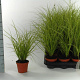 Carex brunnea 'Variegata' 20-30 cm P8