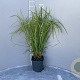 Carex grayi GM 2,0L