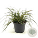 Carex morrowii Evercolor Everglow 20-25 cm 2,0L