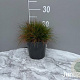 Deschampsia flexuosa GM 2,0L