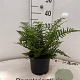 Dryopteris affinis 20-25 cm 2,0L
