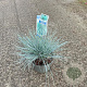 Festuca glauca 'Elijah Blue' 20-25 cm 2,0L