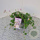 Geranium Dreamland 30-40 cm 2,5L