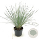 Helictotrichon sempervirens GM 2,0L