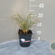 Helictotrichon sempervirens GM 2,0L
