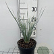 Helictotrichon sempervirens GM 2,0L
