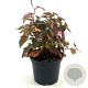 Houttuynia cordata 'Chameleon' 20-25 cm 2,0L