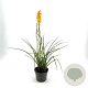 Kniphofia 'Mango Popsicle' GM 2,0L
