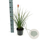 Kniphofia 'Redhot Popsicle' GM 2,0L
