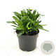 Leucanthemum vulgare 15-25 cm 2,0L