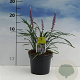 Liriope muscari 'Moneymaker' 20-30 cm 2,0L