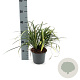Liriope muscari 'Monroe White' 20-30 cm 2,0L
