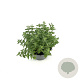 Nepeta Junior Walker GM 2,0L
