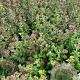 Origanum vulgare GM 2,0L