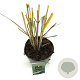 Panicum virgatum 'Northwind' GM 2,0L