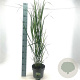 Panicum virgatum 'Northwind' GM C5