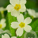 Primula vulgaris GM P9
