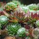 Sempervivum hybridum GM P9