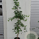 Ginkgo biloba 150-175 cm 7,5L gebonden vertakt