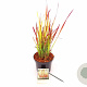 Imperata cylindrica 'Red Baron' 25-30 cm 3,0L
