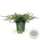 Juniperus conferta 'Schlager' 20-30 cm 2,0L