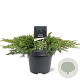 Juniperus conferta 'Schlager' 40-50 cm 5,0L