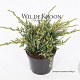 Juniperus squamata 'Holger' 15-20 cm 2,0L