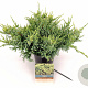 Juniperus squamata 'Holger' 40-60 cm 2,0L