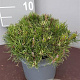Pinus mugo pumilio 20-25 cm 3,0L