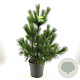 Pinus peuce 60-80 cm 10L