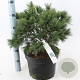 Pinus strobus 'Bergman's Mini' 40-50 cm 10L