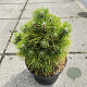 Pinus tabuliformis 'Shenyang' 30-40 cm 10L