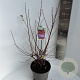 Prunus 'Carmine Jewel' 40-50 cm 5,0L