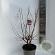 Prunus 'Carmine Jewel' 40-50 cm 5,0L