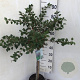 Prunus incisa 'Kojou-no-mai' 60 cm stam 5,0L