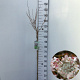 Prunus incisa 'Kojou-no-mai' 90 cm stam 7,5L