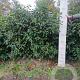 Prunus lusitanica 175-200 cm met kluit