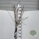 Prunus nipponica 'Brillant' 150 cm stam 15L