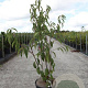 Prunus serrula 100-125 cm 12L