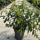 Prunus serrula 100-125 cm 12L