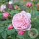 Rosa (K) Divina® gm 4,0L