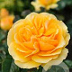 Rosa (F) Amber Queen GM C3