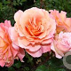 Rosa (H) Augusta Luise A kwaliteit wortelgoed 90-100 cm stam