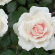 Rosa (T) Elvis AA. kwaliteit wortelgoed