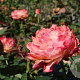 Rosa (F) 'Feurio' gm 4,0L