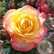 Rosa (T) Flaming Star gm 4,0L