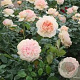 Rosa (F) Garden of Roses AA. kwaliteit wortelgoed