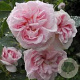 Rosa 'Great Maiden's Blush' A kwaliteit wortelgoed vanaf 2 tak