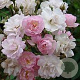 Rosa (RA) Guirlande Rose gm 4,0L